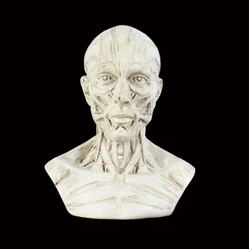 5Kinds Žmogaus Raumenų Skeletas Galvos Modelį, Raumenų, Galvos Kaukolės Anatomijos Skulptūros Meno Eskizas Medicinos Mokymosi Reikmenys DropSgipping