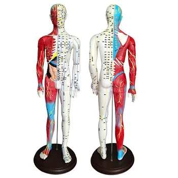 Ultra clear 60CM žmogaus akupunktūra ir moxibustion modelis Pusė kaulų ir raumenų sistemos modelis Meridian acupoint modelis