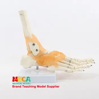 Pėdos sąnario čiurnos sąnario modelis pėdų kaulų, raiščių modelio žmogaus pėdos kaulų skeleto medicinos mokymo MJG004