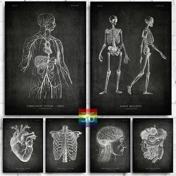 Žmogaus Kūno Struktūrą, Lentos Anatomijos Plakatas Drobė Spausdina Organų Raumenų Sienų Dekoras Žmogaus Skeletas Dekoracija Klinika Dekoras