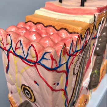 35 X 50X Profesinės Medicinos Mokslo Modelio Žmogaus Odos Anatomijos Sluoksnių Plaukų Audinio Vidaus Struktūros Mokymui Mokymo