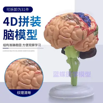 Dėlionė dėlionės, žaislų, žmogaus organų susirinkimų modelių, smegenų modelius, smegenų asamblėjos modelius, mokymo, medicinos 4D
