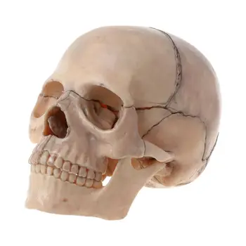 G5AA 15vnt/set 4D Išardyta Kaukolės Anatomijos Modelis, Nuimamas Medicinos Mokymo Per