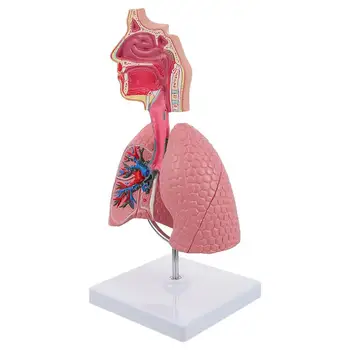 Modelis Plaučių Kvėpavimo Mokymo Sistemos Žmogiškųjų Rodyti Priemonė Anatomijos Mokyklos Plaučius Švietimo Anatominiai Širdies Medicinos Žaislas Nosies